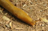 Slug Head