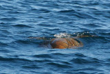 Green Sea Turtle