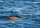 Green Sea Turtle Flippers