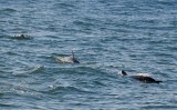 Three Dolphins