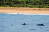 Dolphins Close to Shore