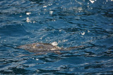 Another Sea Turtle