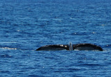Mother Whales Flukes