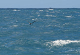 Brown Booby Follows In Our Wake