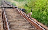 Goose on Old Tracks