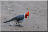 Cardinal, Red-Crested 6