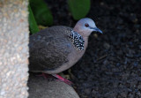 Dove, Spotted 1