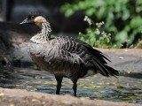 Nene - Endangered Hawaiian Goose 1