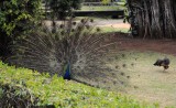 Peafowl, Common (Peacock/Peahen) 4