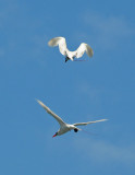 Tropicbird, Red-tailed 2