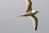 Tropicbird, White-tailed 3