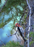 Red-breasted Sapsucker