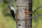 Chattering Female Woodpecker