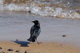 Brewers Blackbird  Beach Stroll