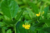 Yellow Blooms