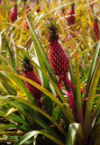 Pineapple Growing