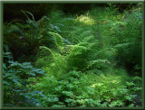 Fairylike Ferns