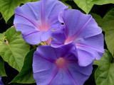 Morning Glory Triplet