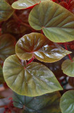 Shiny Leaves