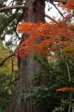 Redwood Trunk & Colors