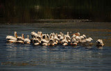 Flock of Feeding Pelicans