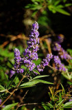 Purple Blossoms