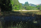 Field with Pennyroyal
