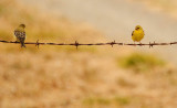 Front and Back of Goldfinch