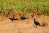 Wild Turkeys