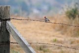 8/17/11: House Finch on Barbed Fence