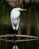 Great Egret on Curved Branch