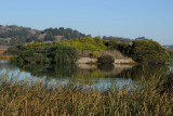 The Pond Island
