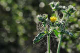 Dandelion Webs