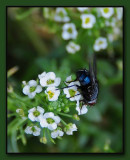 Blue Bottle Fly