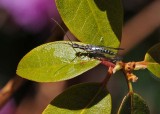 Snake Fly