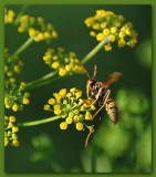 Wasp on Fennel