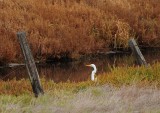 Great Egret at Creek