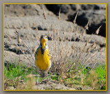 Meadowlark With Attitude