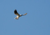 Hovering Kite