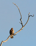 Red-shouldered Hawk Calling Out