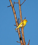 All Yellow - Maybe Yellow Warbler