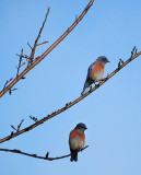 11/30/11: Two Western Bluebirds