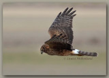 Northern Harrier Fly-By