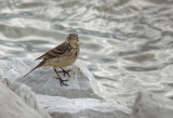 American Pipit - On the Rocks