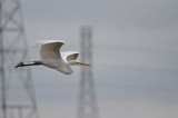 Great Egret and Towers