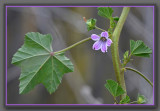 Purple Geranium-type Wildflower