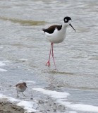 Black-necked Stilt and Sandpiper