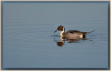 Pintail with a Drip