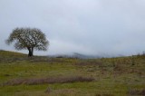 Bare Buckeye and Foggy Hill