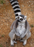 Ring Tail Sitting